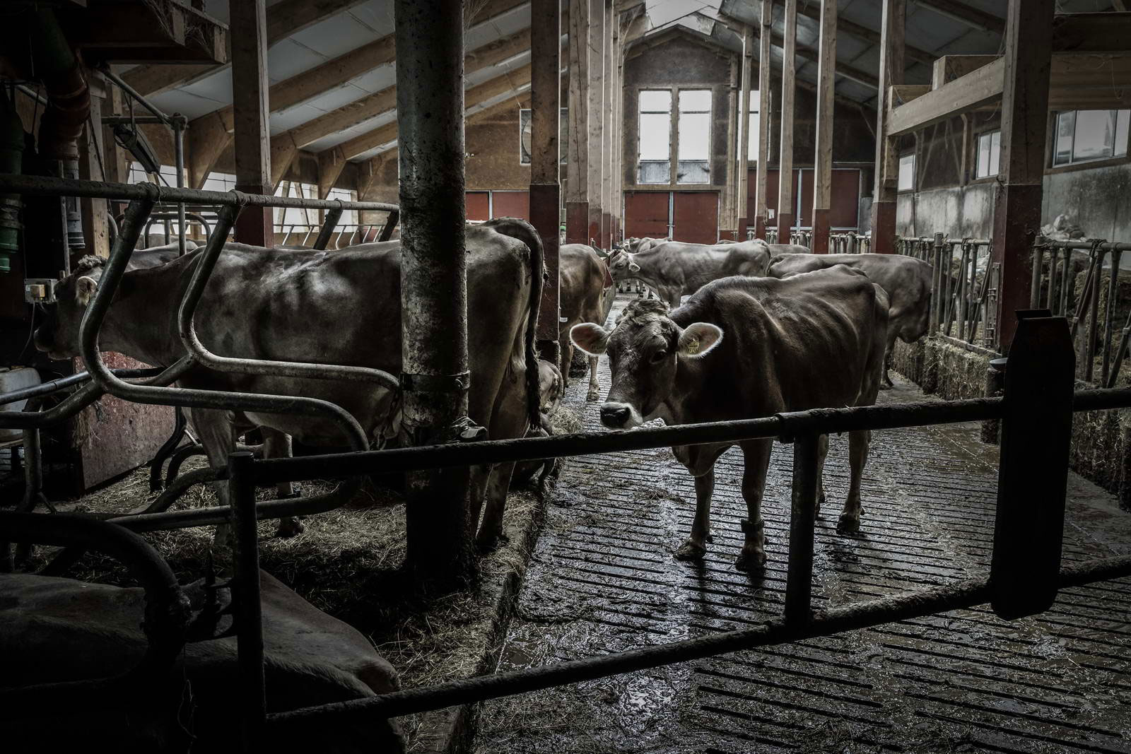 Allgäu Stall Weh 058