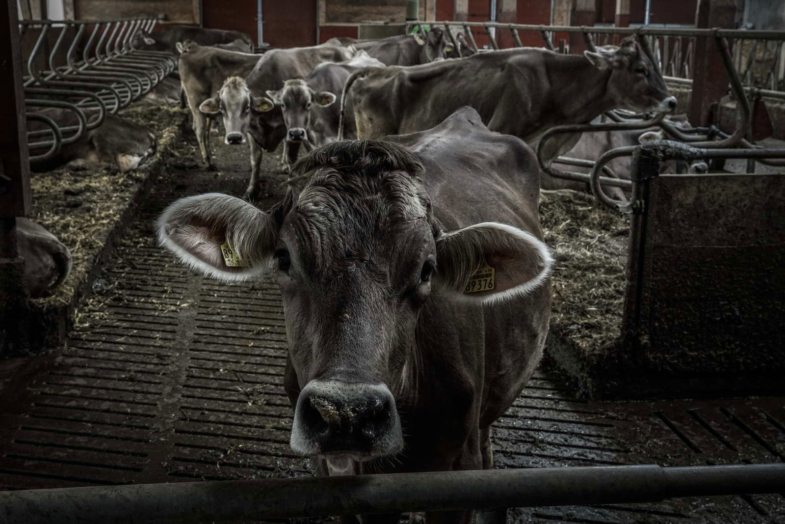Allgäu Stall Weh 059
