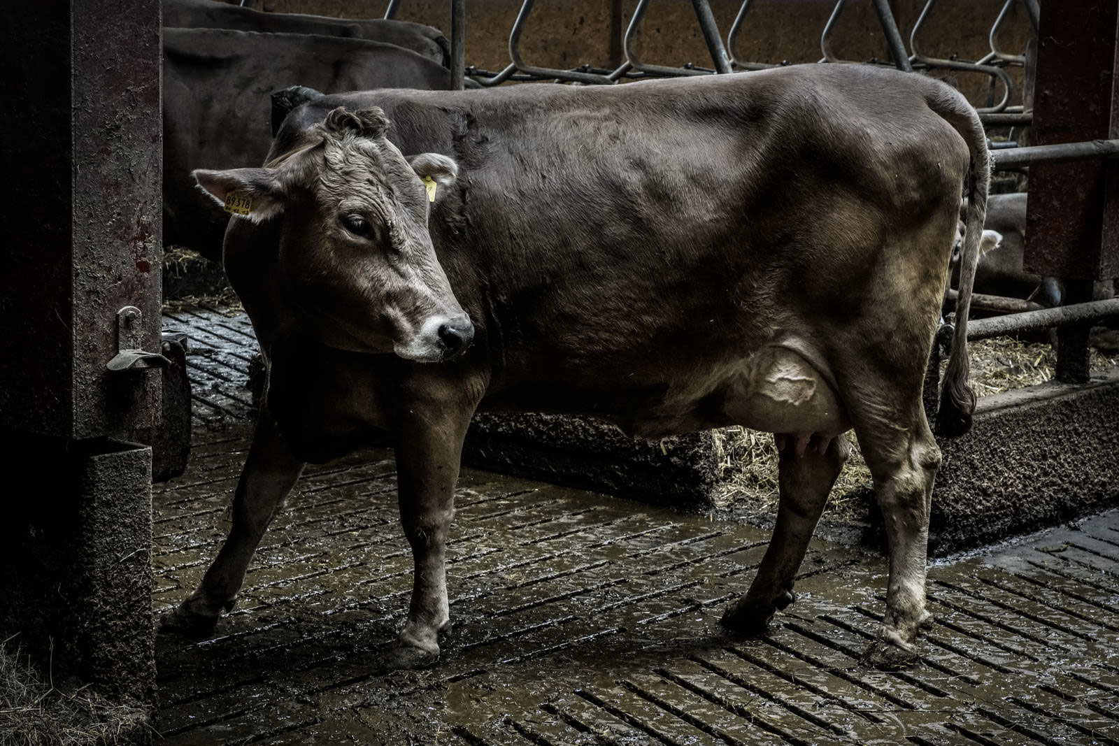 Allgäu Stall Weh 060