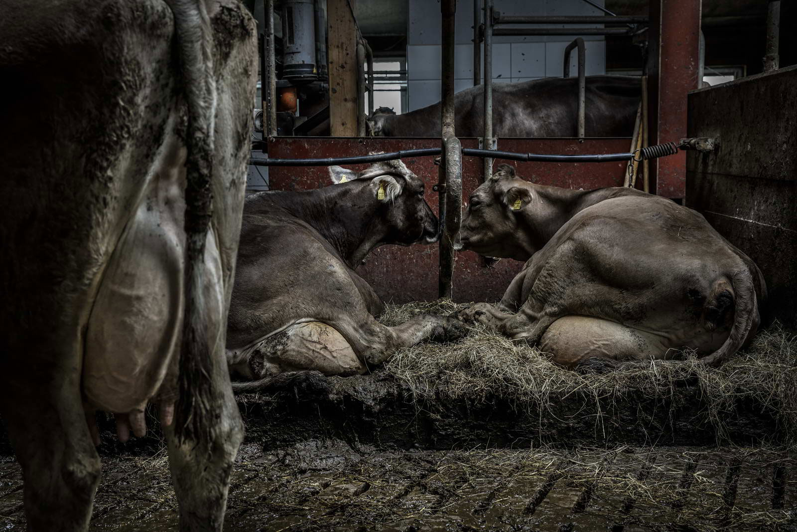 Allgäu Stall Weh 061