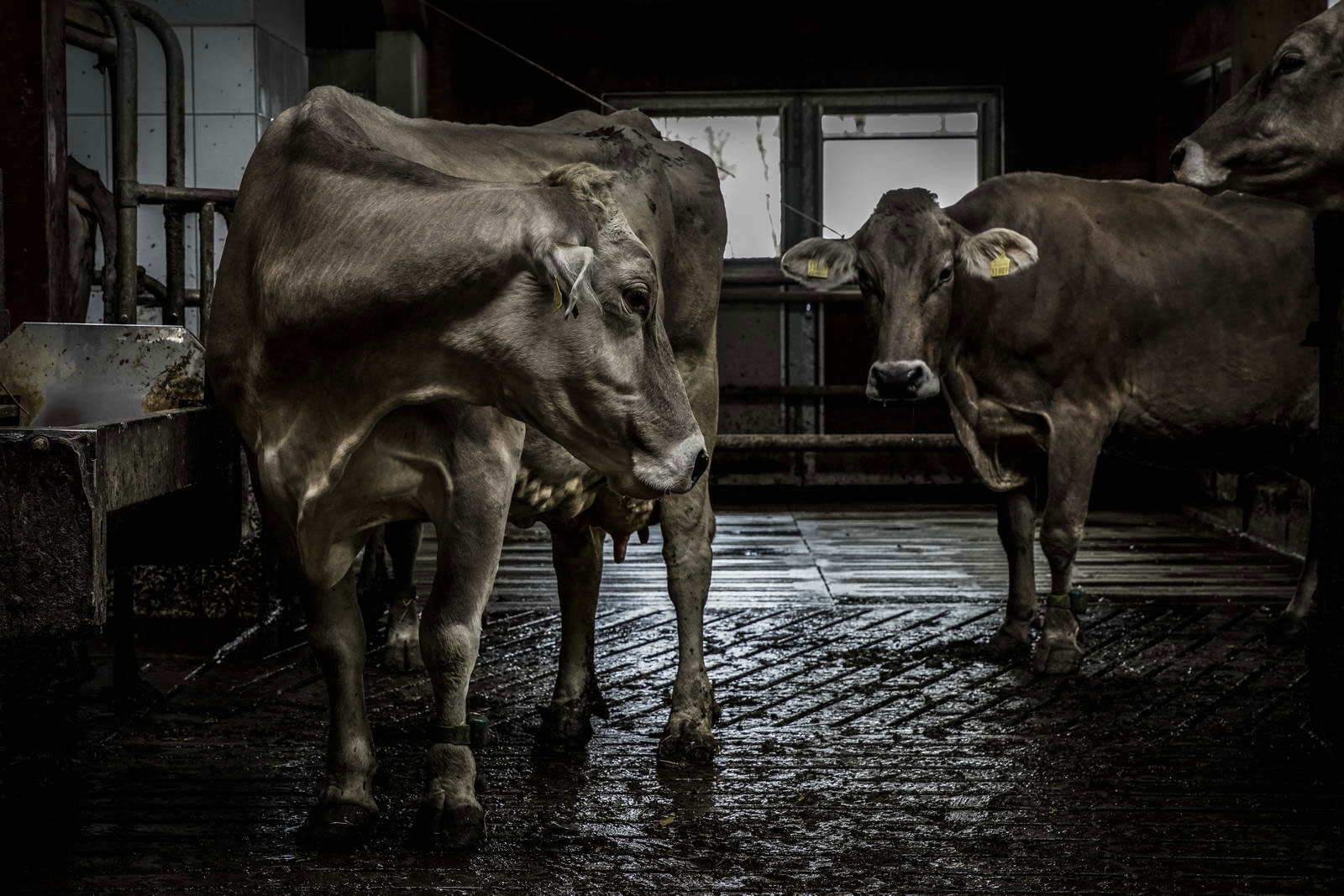 Allgäu Stall Weh 064