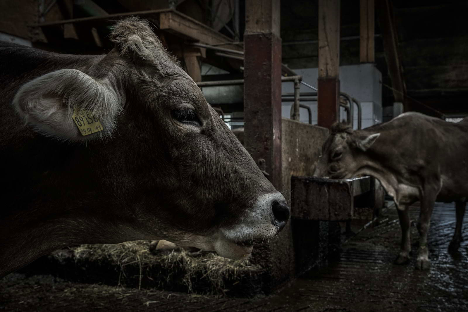 Allgäu Stall Weh 065