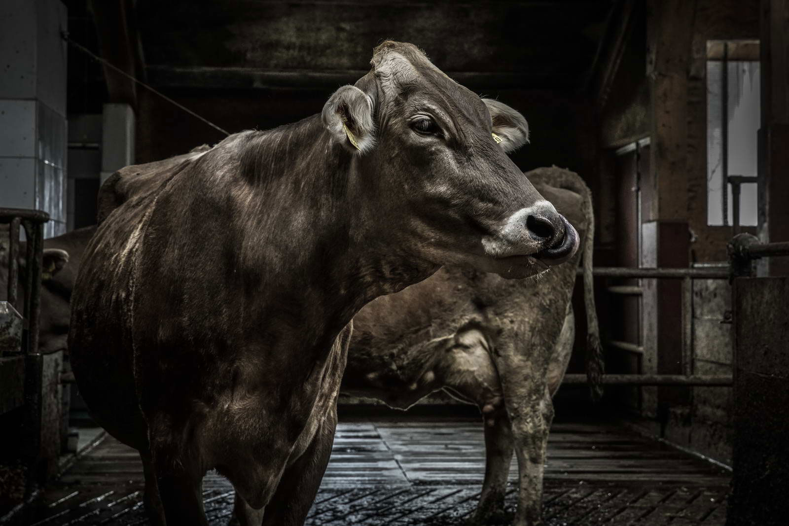 Allgäu Stall Weh 066