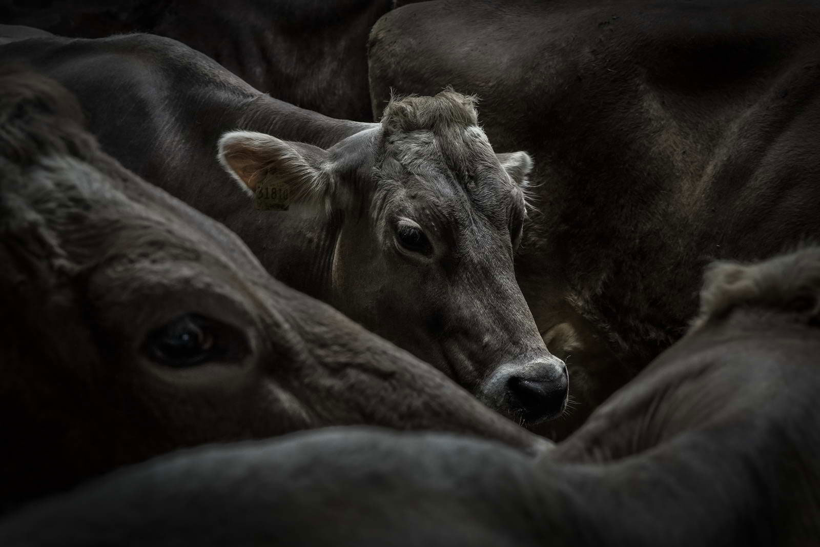 Allgäu Stall Weh 067