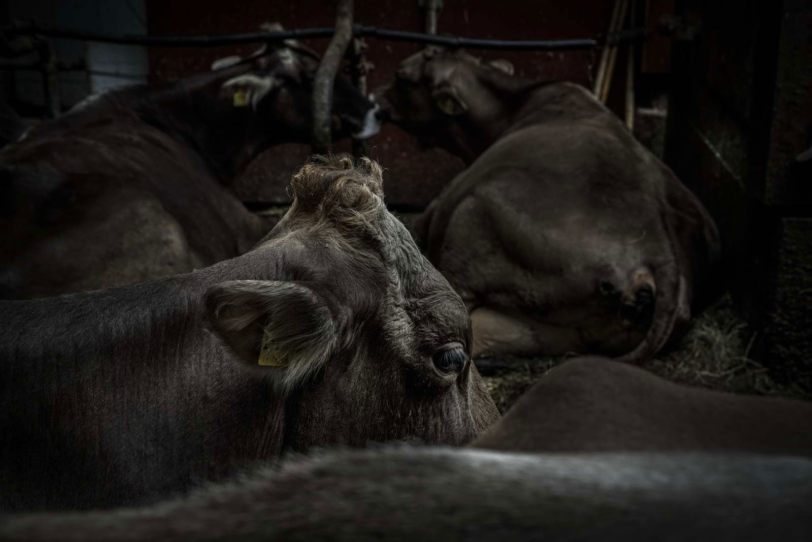 Allgäu Stall Weh 068