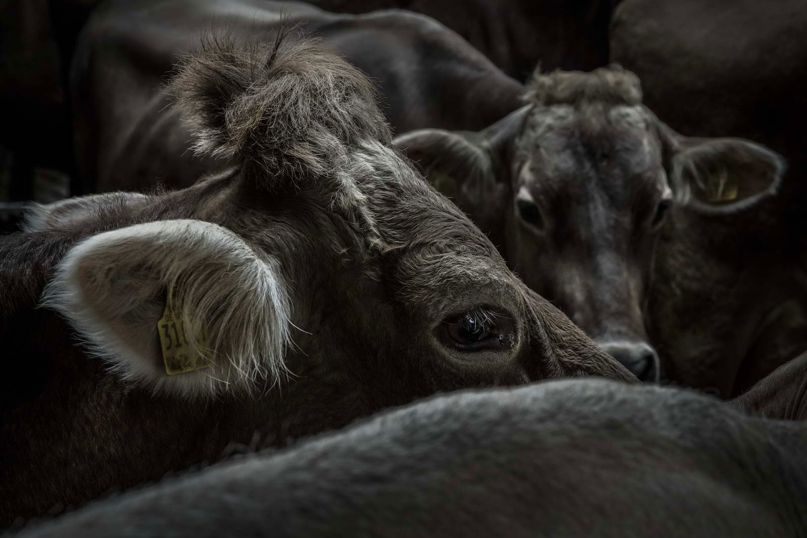 Allgäu Stall Weh 069