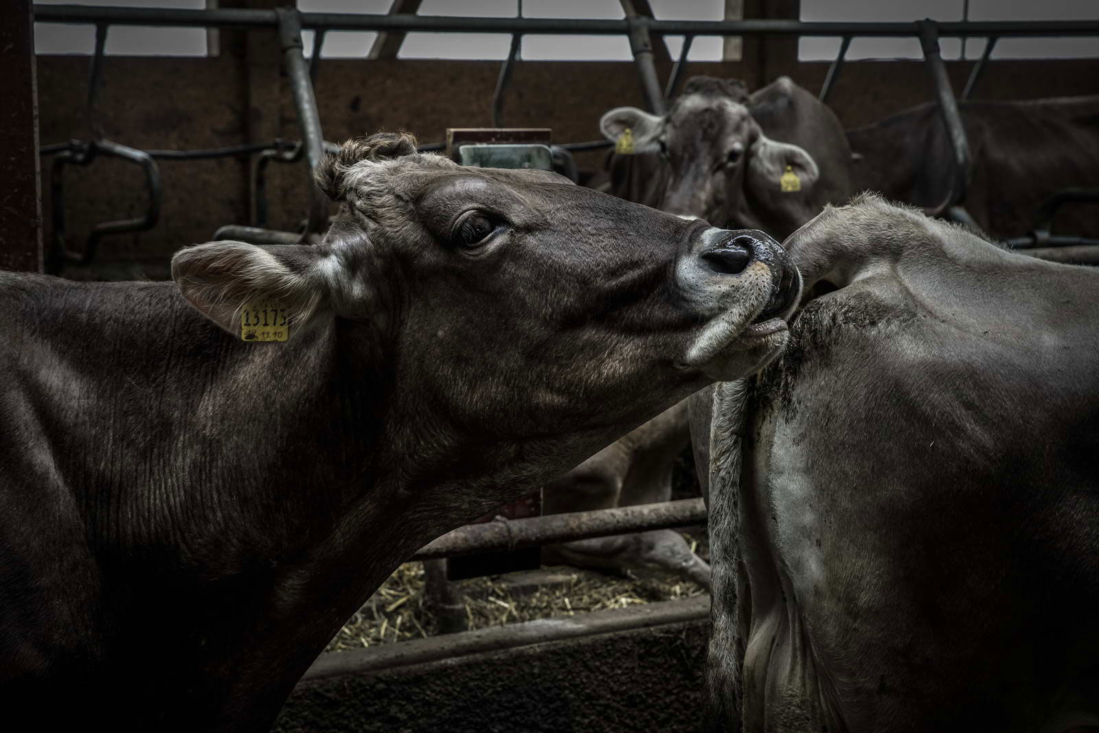 Allgäu Stall Weh 070