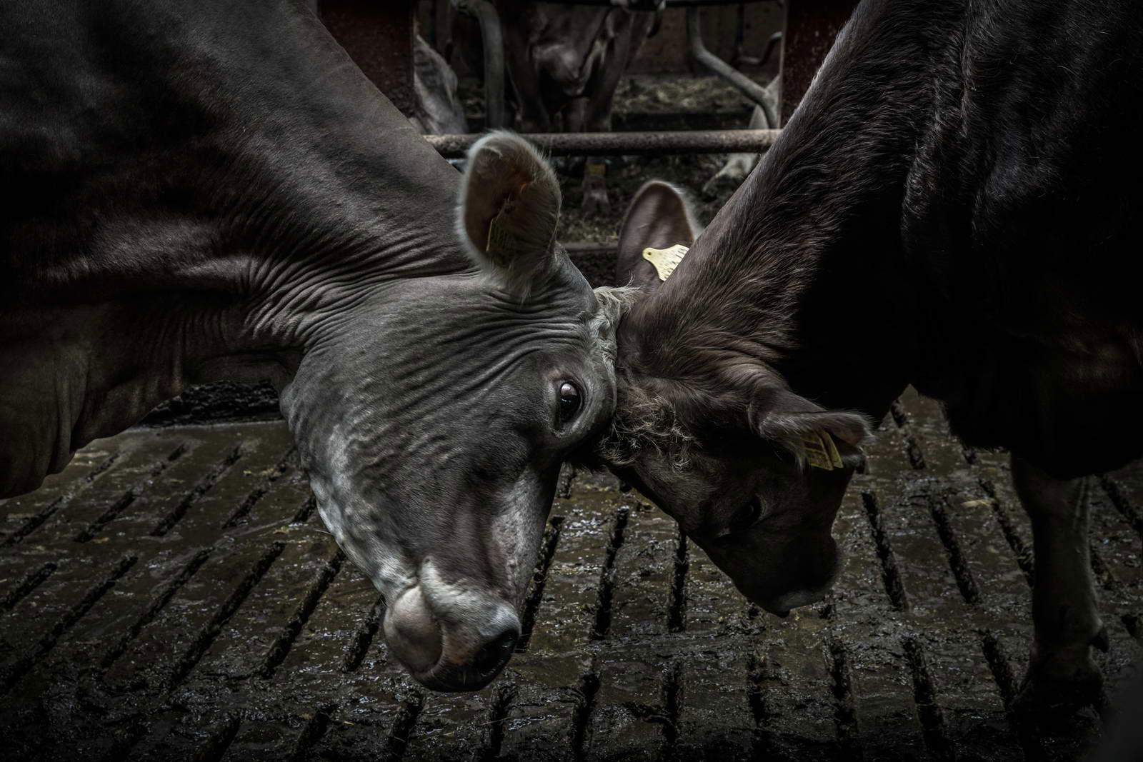 Allgäu Stall Weh 071