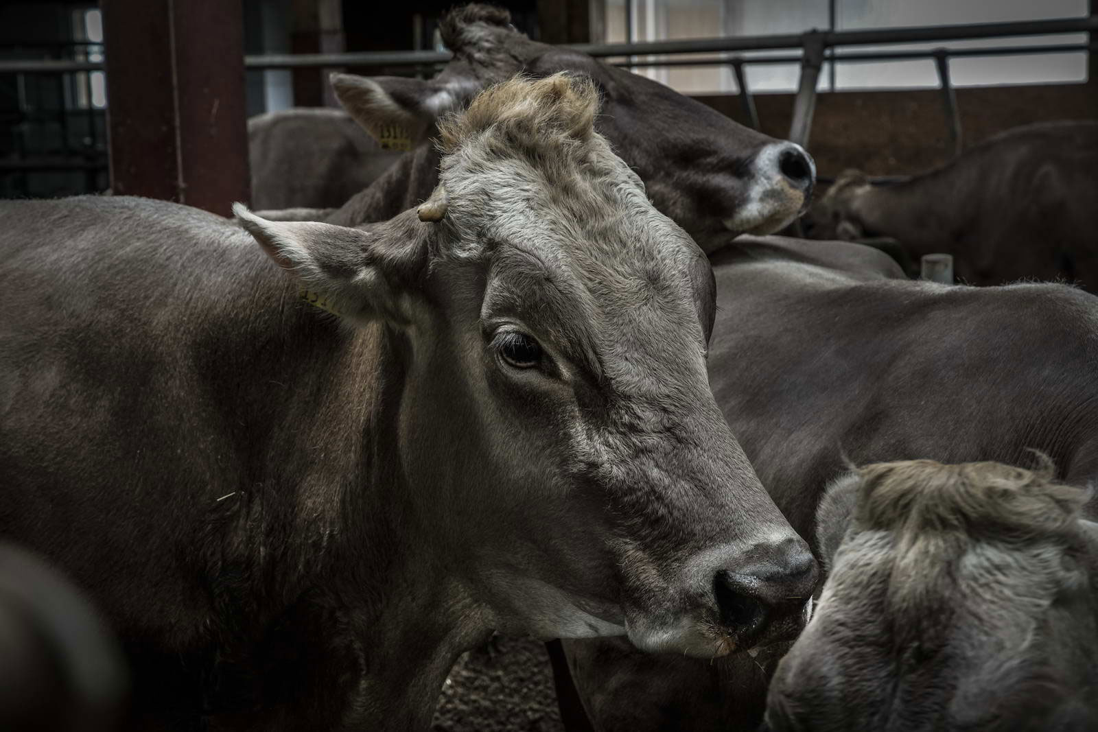 Allgäu Stall Weh 072